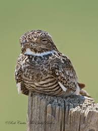 Attēlu rezultāti vaicājumam “Cribraria piriformis young”