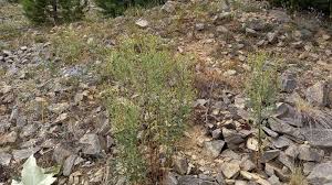 Attēlu rezultāti vaicājumam “Senecio viscosus”