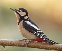 Attēlu rezultāti vaicājumam “Dendrocopos major”