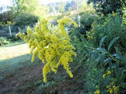 Attēlu rezultāti vaicājumam “Solidago canadensis fruit”