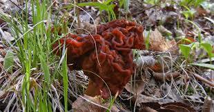 Attēlu rezultāti vaicājumam “Fuligo gyrosa spores”