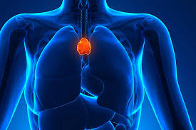 Image result for Thymus