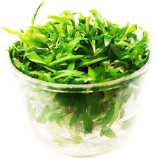 Attēlu rezultāti vaicājumam “Cryptocala chardinyi”