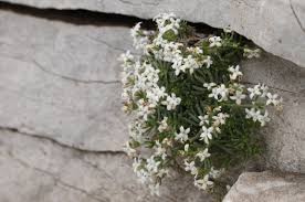 Attēlu rezultāti vaicājumam “Galium elongatum flower”