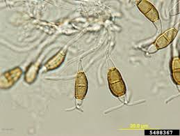 Attēlu rezultāti vaicājumam “Tortula truncata sporophyte”