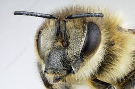 Attēlu rezultāti vaicājumam “Apis mellifera”