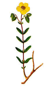 Attēlu rezultāti vaicājumam “Helianthemum nummularium fruit”