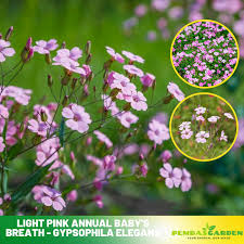 Image result for Gypsophila elegans