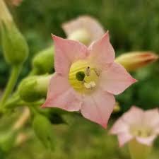 Attēlu rezultāti vaicājumam “Nicotiana tabacum”