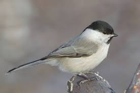 Attēlu rezultāti vaicājumam “Poecile palustris adult”