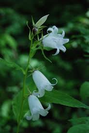 Attēlu rezultāti vaicājumam “Campanula latifolia leaf”