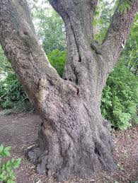Attēlu rezultāti vaicājumam “Corylus colurna”