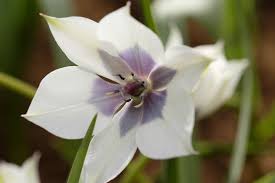 Attēlu rezultāti vaicājumam “Betula humilis female flower”