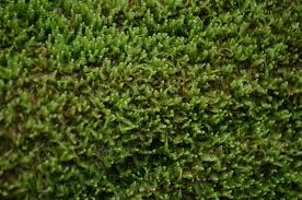 Attēlu rezultāti vaicājumam “Odontoschisma denudatum”