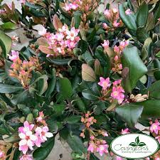 Attēlu rezultāti vaicājumam “Hippolais caligata adult”