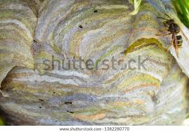 Attēlu rezultāti vaicājumam “Dolichovespula media”