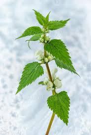 Attēlu rezultāti vaicājumam “Lamium album leaf”