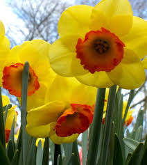 Attēlu rezultāti vaicājumam “Narcissus”