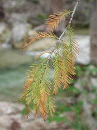 Attēlu rezultāti vaicājumam “Taxodium distichum”