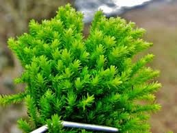 Attēlu rezultāti vaicājumam “Anomodon viticulosus”