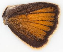 Attēlu rezultāti vaicājumam “Thymelicus lineola male”