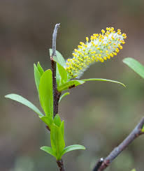 Attēlu rezultāti vaicājumam “Salix aurita flower”