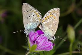 Attēlu rezultāti vaicājumam “Eumedonia eumedon underside”