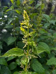Attēlu rezultāti vaicājumam “Urtica dioica flower”