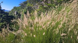 Attēlu rezultāti vaicājumam “Calamagrostis purpurea”