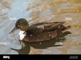 Attēlu rezultāti vaicājumam “Anas platyrhynchos juvenile”