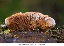 Attēlu rezultāti vaicājumam “Gloeophyllum sepiarium”