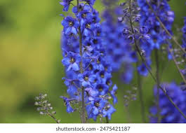 Attēlu rezultāti vaicājumam “Delphinium elatum  bud”