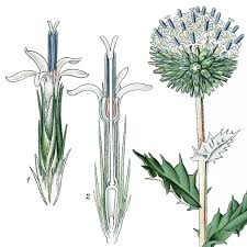Attēlu rezultāti vaicājumam “Echinops sphaerocephalus flower”