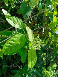 Attēlu rezultāti vaicājumam “Celastrus flagellaris”