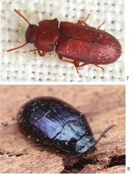 Attēlu rezultāti vaicājumam “Tetratoma ancora”