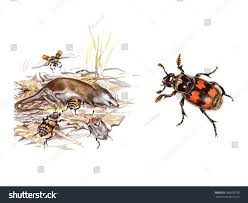 Attēlu rezultāti vaicājumam “Nicrophorus vespillo”