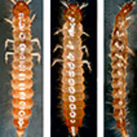 Attēlu rezultāti vaicājumam “Gynaephora selenitica larva”