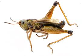 Attēlu rezultāti vaicājumam “Acrididae”