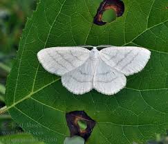 Attēlu rezultāti vaicājumam “Cabera pusaria”
