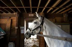 Image result for Cliff Hatch Stables