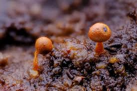 Attēlu rezultāti vaicājumam “Physarum psittacinum spores”