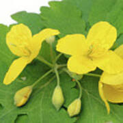 Attēlu rezultāti vaicājumam “Chelidonium majus bud”