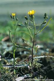 Attēlu rezultāti vaicājumam “Crepis tectorum”