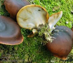 Attēlu rezultāti vaicājumam “Polyporus badius”