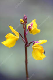 Attēlu rezultāti vaicājumam “Utricularia vulgaris flower”