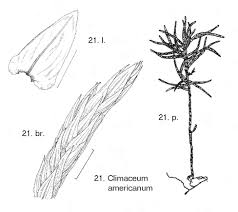 Attēlu rezultāti vaicājumam “Anomodon viticulosus sporophyte”