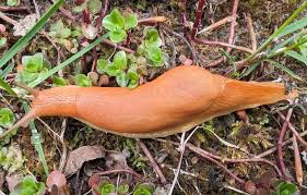 Attēlu rezultāti vaicājumam “Arion rufus”