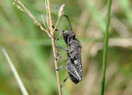 Attēlu rezultāti vaicājumam “Alydus calcaratus imago”