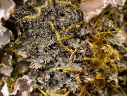 Attēlu rezultāti vaicājumam “Parmeliella triptophylla”