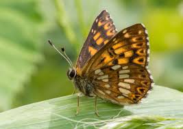 Attēlu rezultāti vaicājumam “Hamearis lucina upperside”